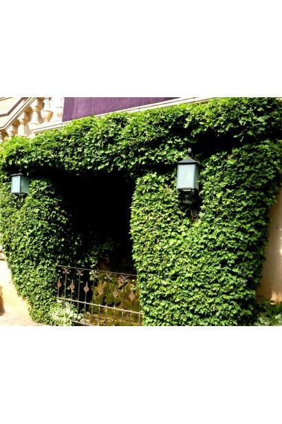 Темно-зелене листя плюща ефектно виглядає на альтанках і арках.